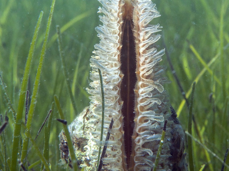 Nacra (Pinna nobilis) entre praderas marinas